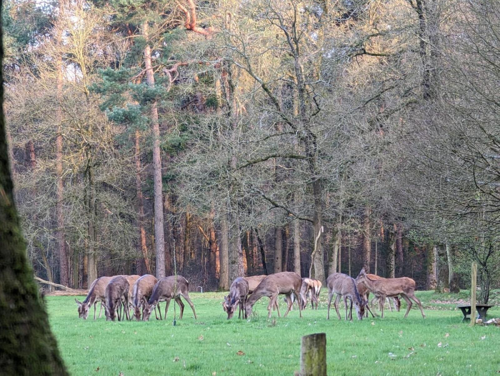 De Hooge Woeste Emst Exterior foto